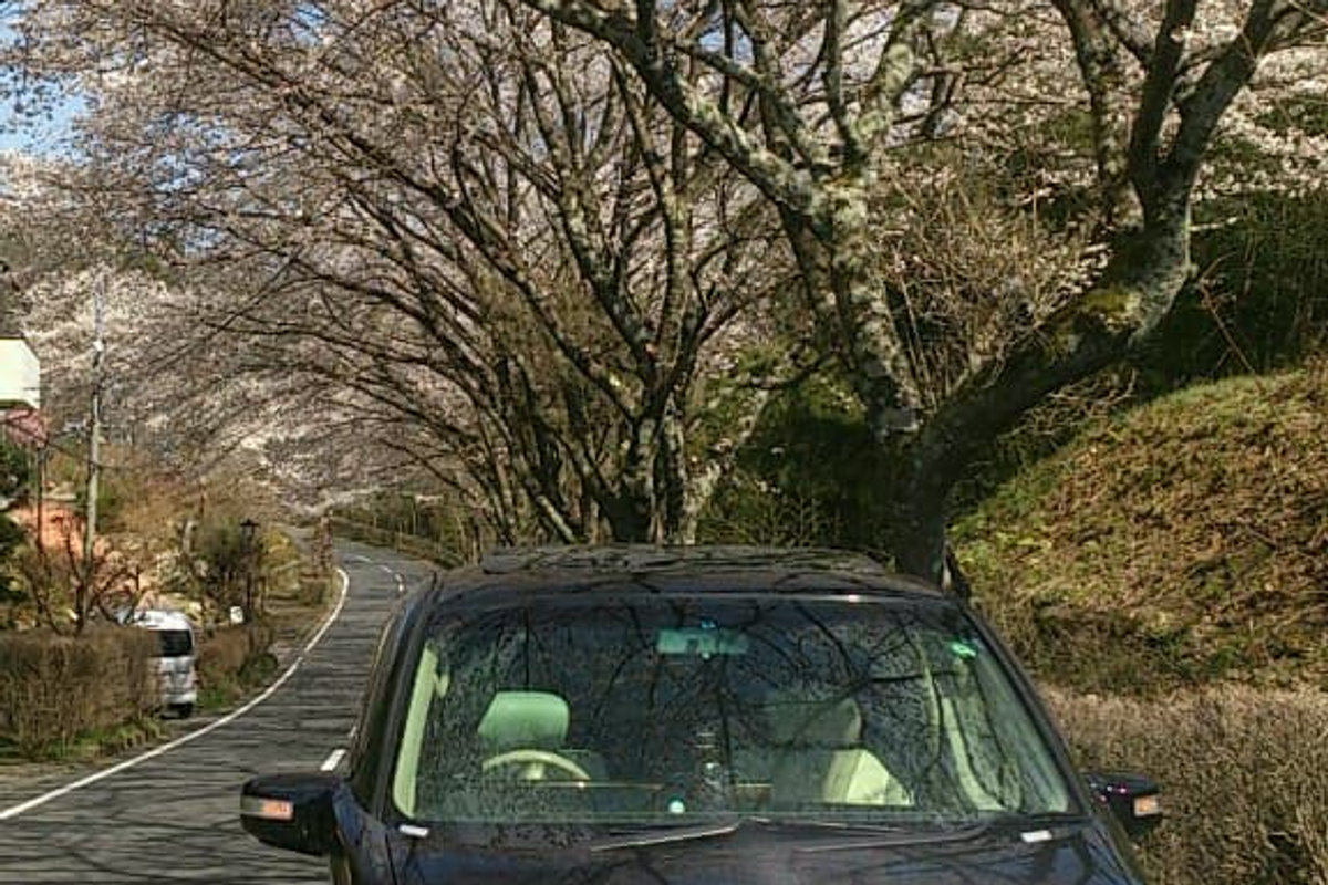 Spotlight: Sakura Nissan Elgrand Autech Rider
