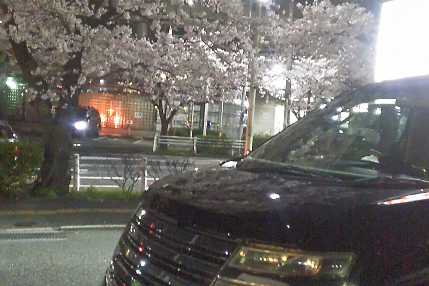 Spotlight: Sakura Nissan Elgrand Autech Rider