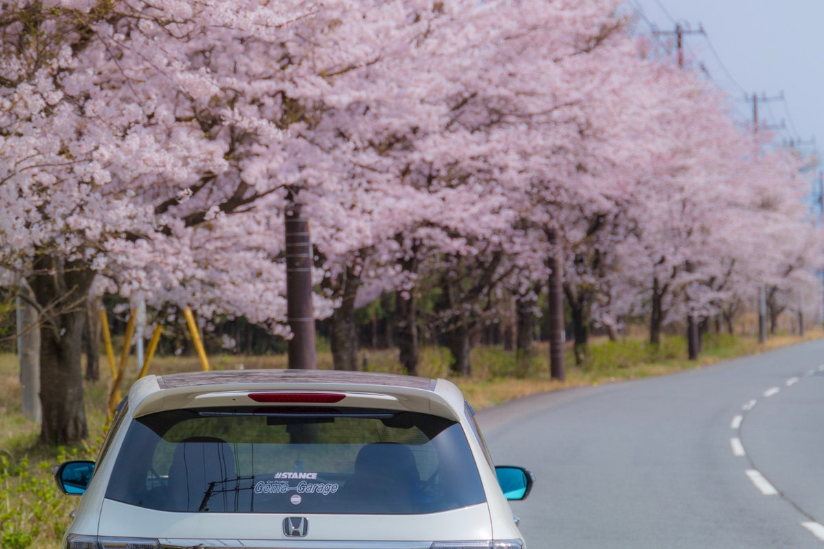 Spotlight: Sakura RB3 Honda Odyssey